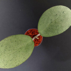 Hoya sp. Menak Sopal