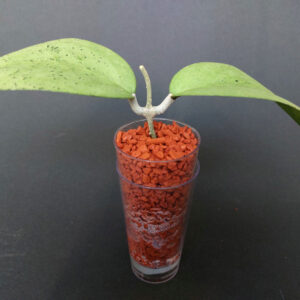 Hoya sp. Menak Sopal