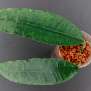 Hoya Fusca
