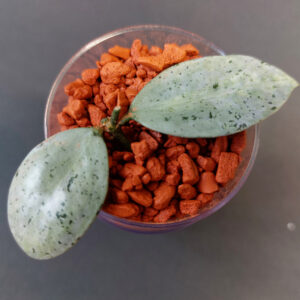 Hoya Lacunosa Winter Pandora