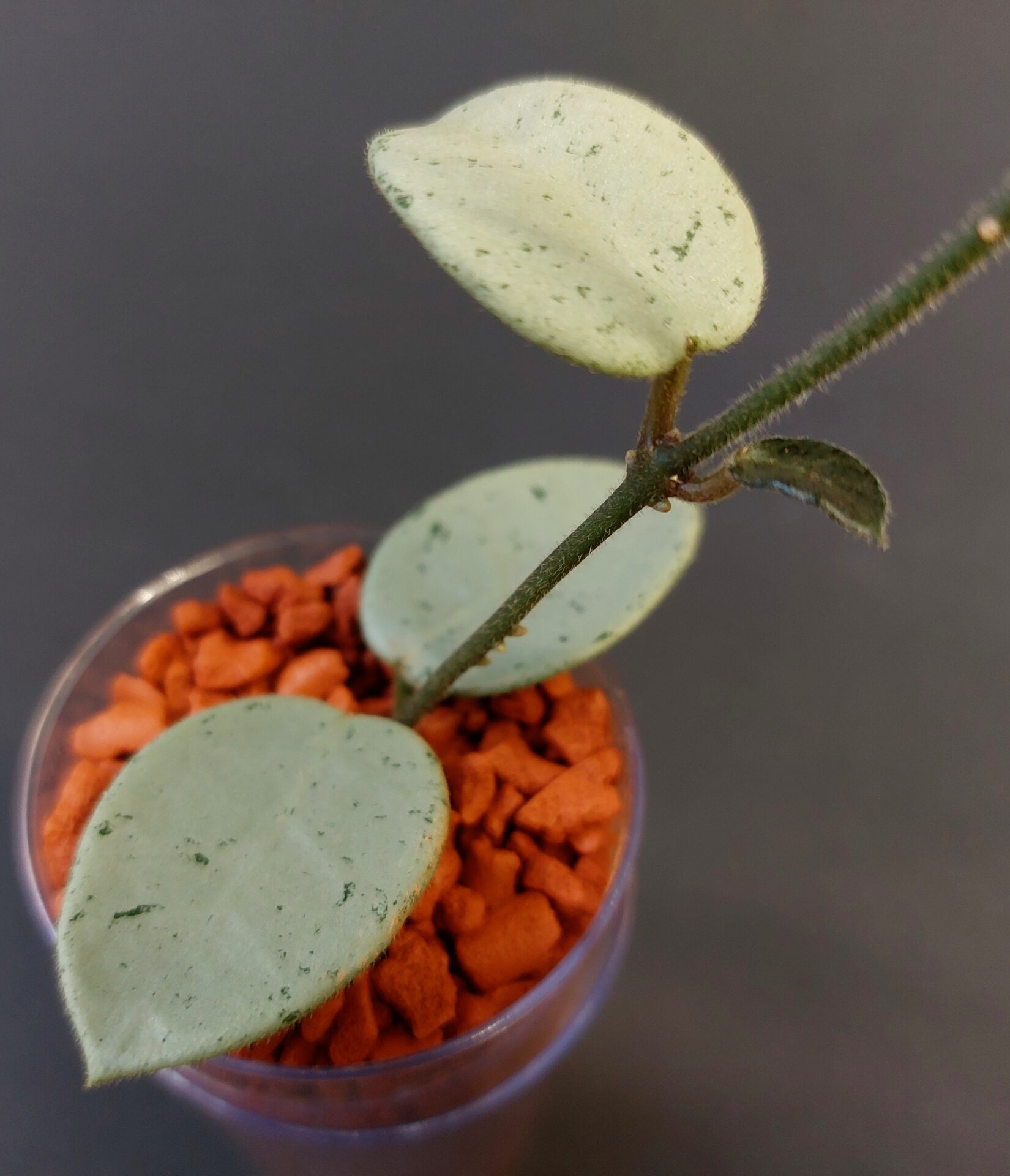 Hoya mathilde green fairy