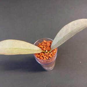 Hoya Mitrata Pearl gold