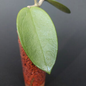 Hoya Silver Dollar