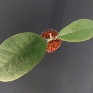 Hoya Aff. Forbesi Silver