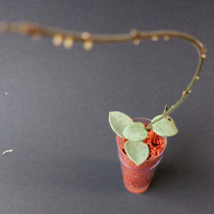 Hoya mathilde grey fairy