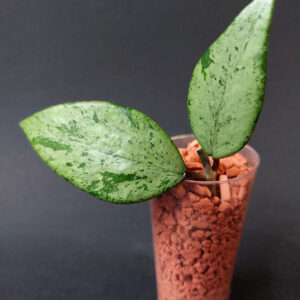 Hoya Snow Cui Silver
