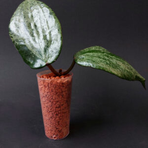 Hoya Latifolia MRH