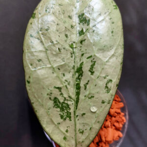 Hoya Meena silver