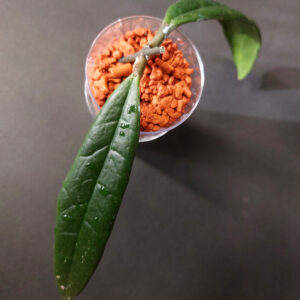 Hoya Sulawesiana