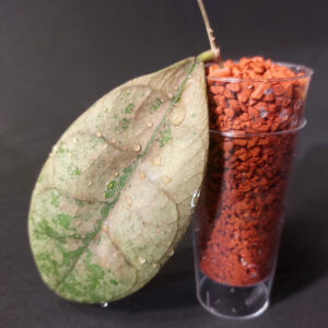 Hoya aff lambii silver