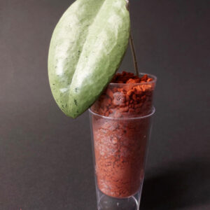 Hoya sp. Menak Sopal