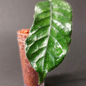 Hoya sp. Welsh Mountain Zoo
