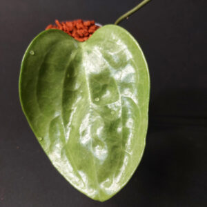 Hoya Latifolia silver filea