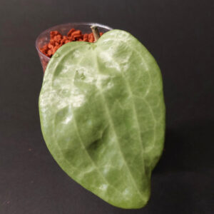 Hoya Latifolia silver filea