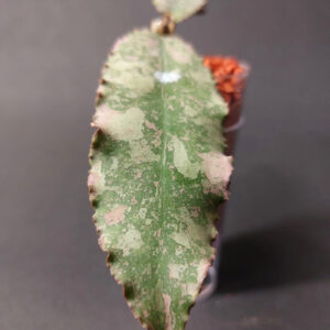 Hoya undulata silver