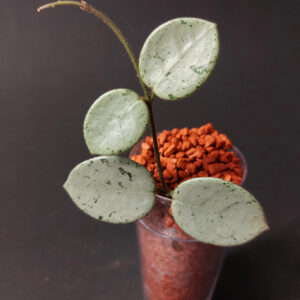 Hoya mathilde grey fairy