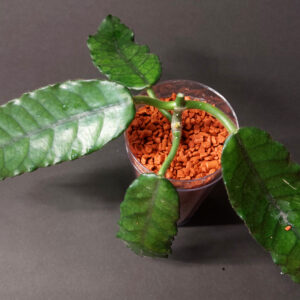 Hoya sp. Welsh Mountain Zoo