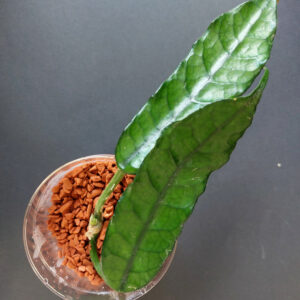 Hoya sp. Welsh Mountain Zoo