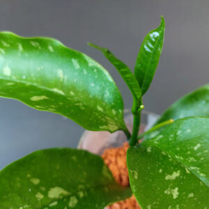 Hoya Occulata splash
