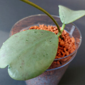 Hoya sp. Chiang Dao Silver