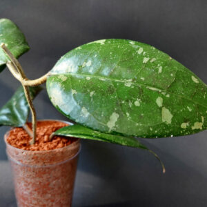 Hoya verticillata splash
