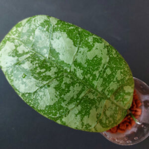 Hoya