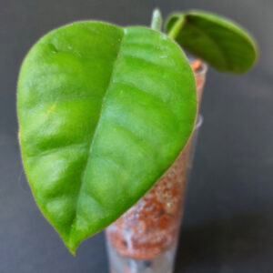 Hoya lauterbachi