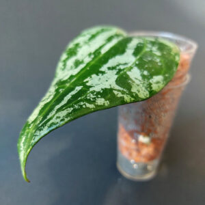 Hoya Latifolia MRH