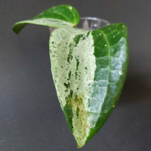 Hoya Latifolia MRH