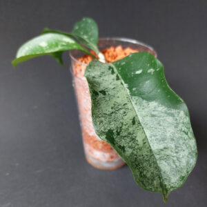 Hoya Occulata Silver