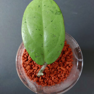 Hoya Silver Dollar