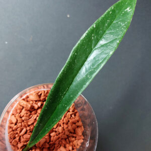 Hoya Sulawesiana silveredge