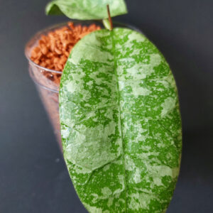 Hoya