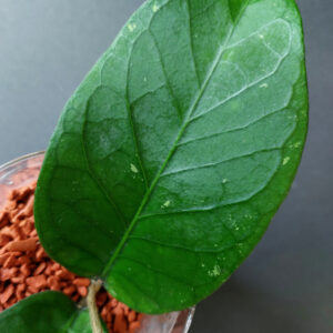 Hoya sp Aceh Shogun