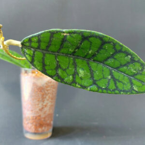 Hoya Callistophylla Sp Sekadau