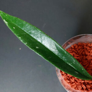 Hoya Sulawesiana silveredge