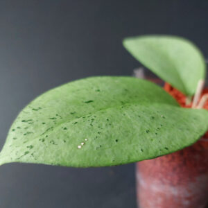 Hoya sp. Menak Sopal silver