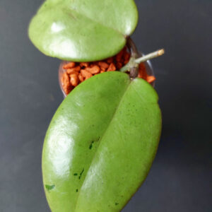 Hoya Silver Dollar