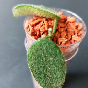 Hoya aff. thomsonii