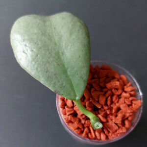 Hoya sp. Chiang Dao Silver