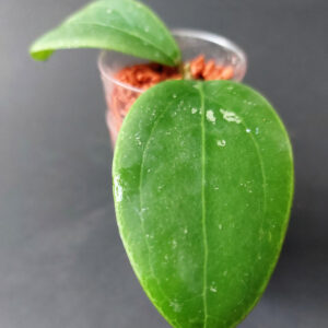 Hoya rintzii Borneo