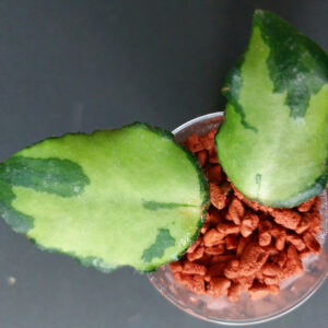 Hoya Caudata variegata
