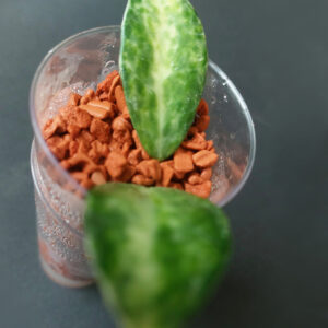 Hoya lacunosa peridot