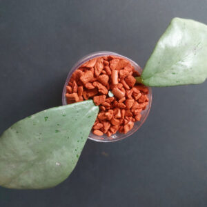 Hoya sp. Chiang Dao Silver
