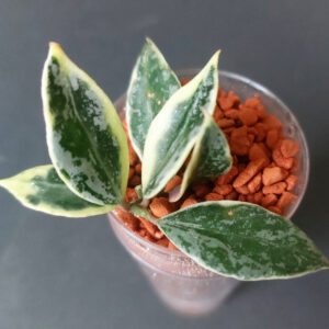 Hoya lacunosa Lumina