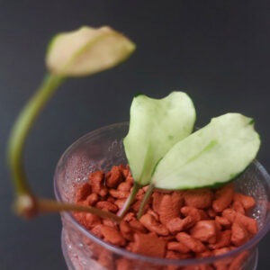 Hoya lacunosa minara