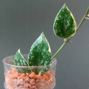 Hoya lacunosa Lumina