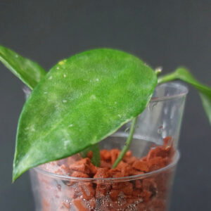 Hoya lacunosa peridot