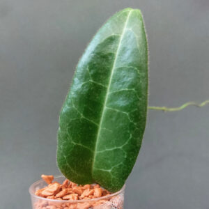 Hoya hypolasia