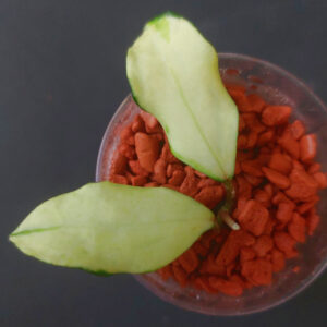 Hoya lacunosa minara